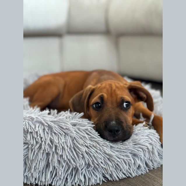 Photo of Nugget