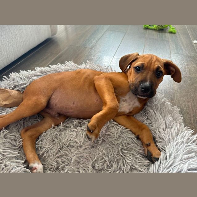 Photo of Nugget