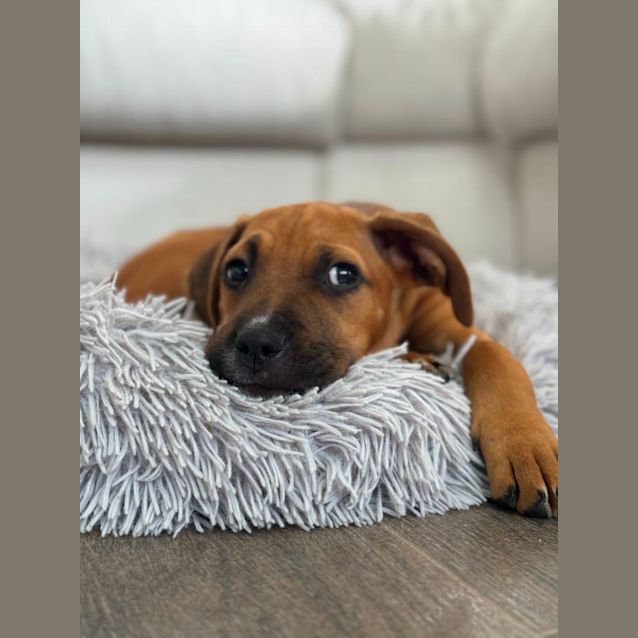 Photo of Nugget