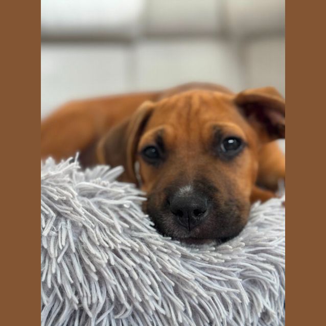 Photo of Nugget