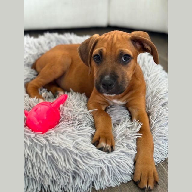 Photo of Nugget