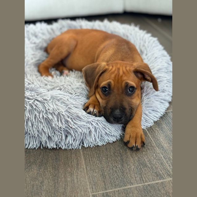 Photo of Nugget