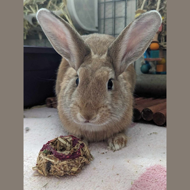 Photo of Miskcha & Marvel