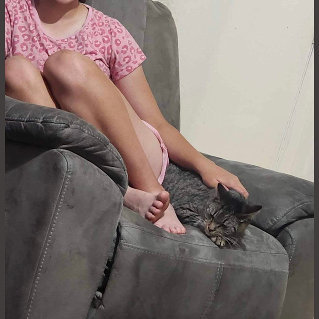 Photo of Cee Cee *9 Lives Project Rescue*