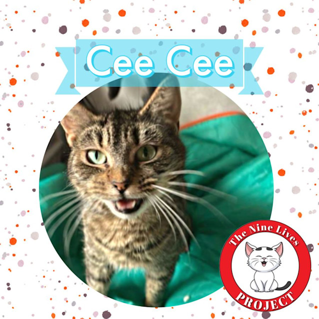 Photo of Cee Cee *9 Lives Project Rescue*