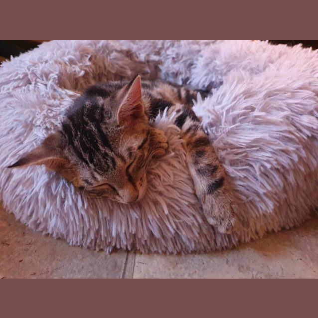 Photo of Gunther