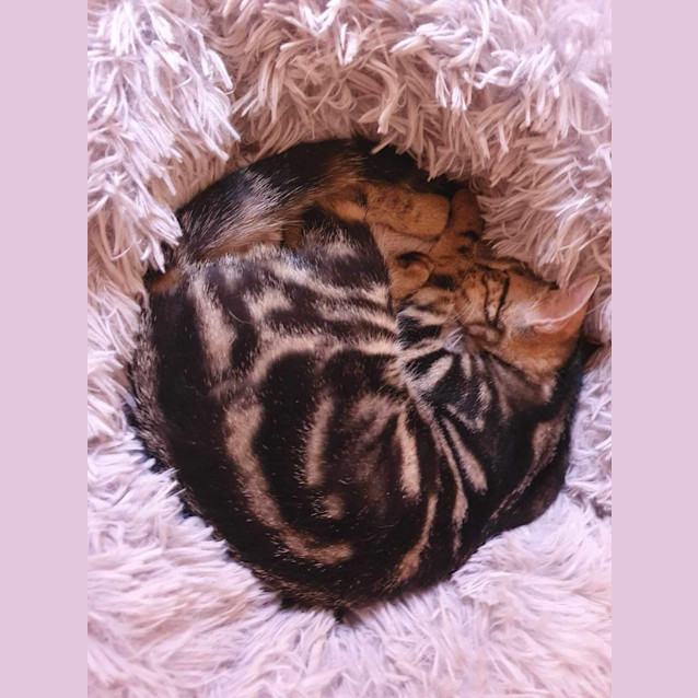 Photo of Gunther