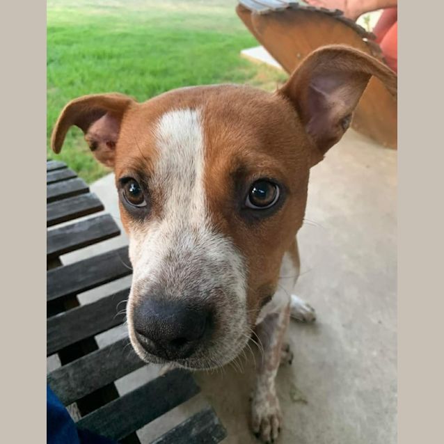 Photo of Rusty
