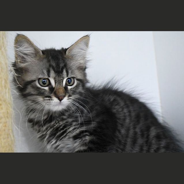 Photo of Spike