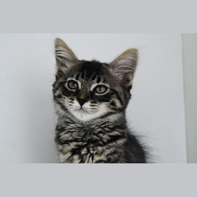 Photo of Gigi