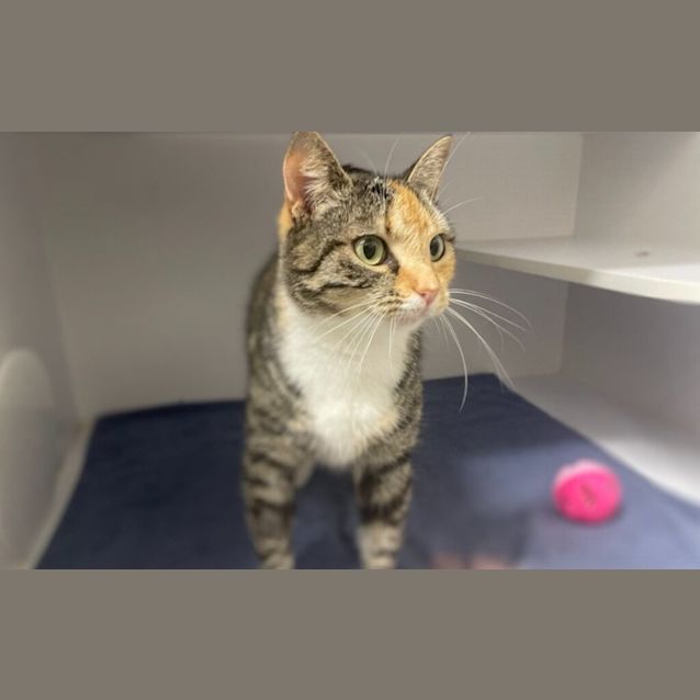 Photo of Rosie