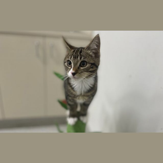 Photo of Sparkles