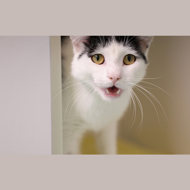 Photo of Mr Pickles