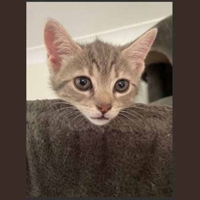 Photo of Paislee