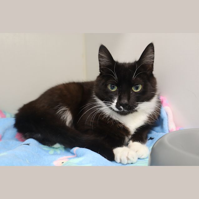 Photo of Lamington