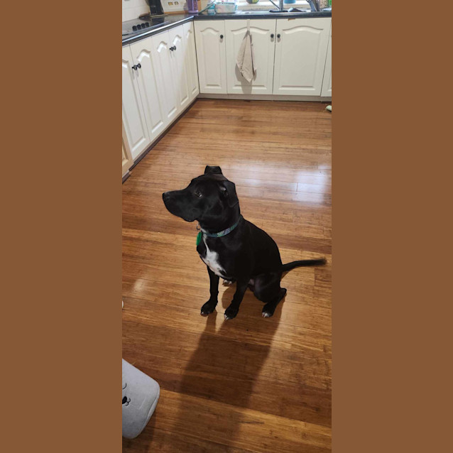 Photo of Buddy 