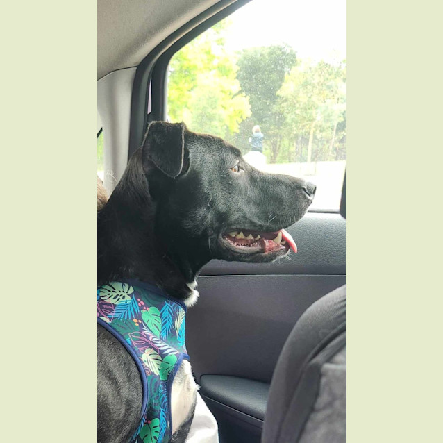 Photo of Buddy 