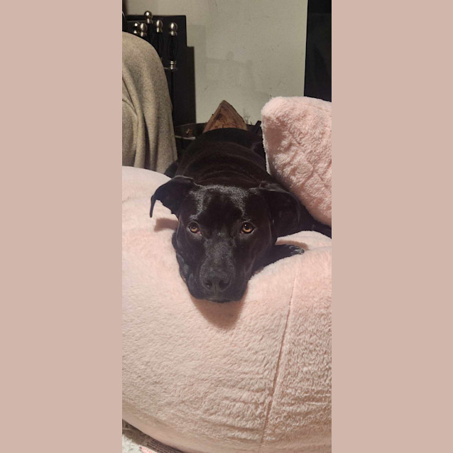 Photo of Buddy 