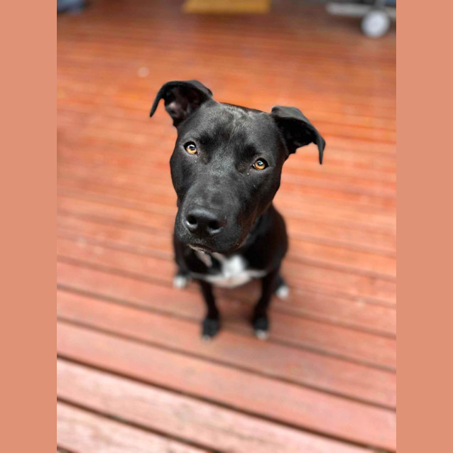 Photo of Buddy 