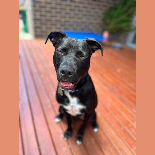 Photo of Buddy 