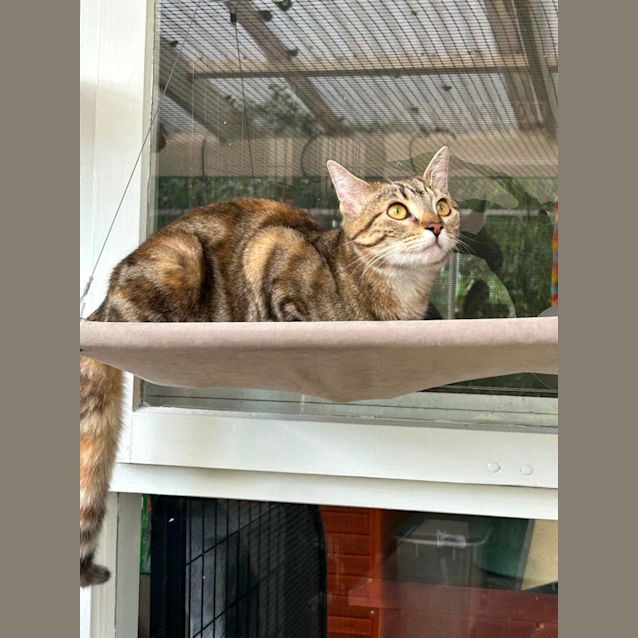 Photo of Pretzel (Located In Boronia)