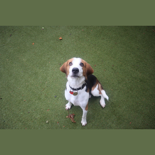 Photo of Archer