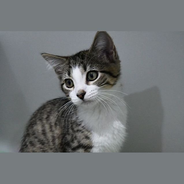 Photo of Daisy
