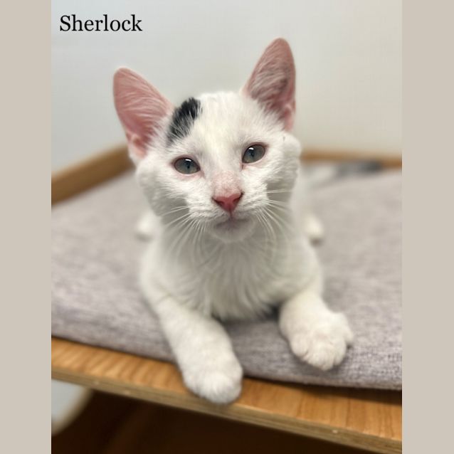 Photo of Sherlock