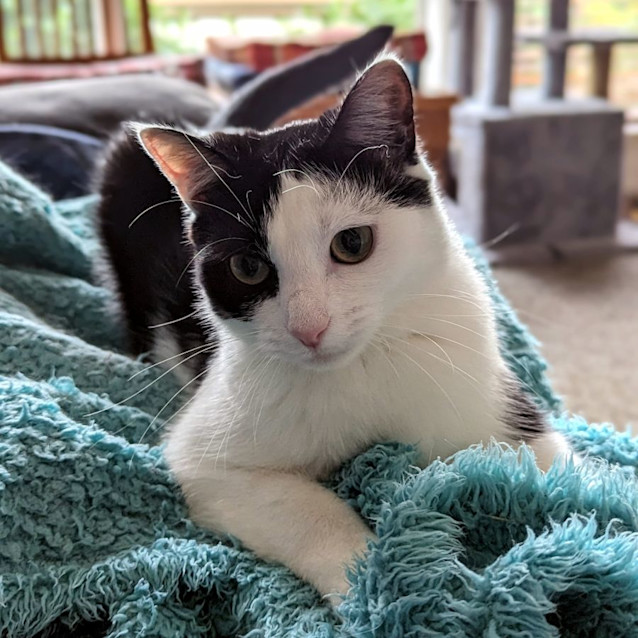 Photo of Buttercup Sta011569