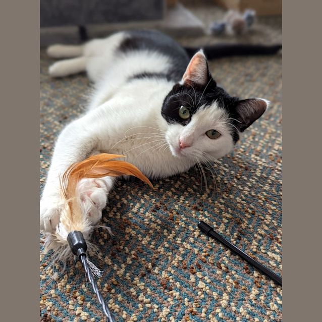 Photo of Buttercup Sta011569