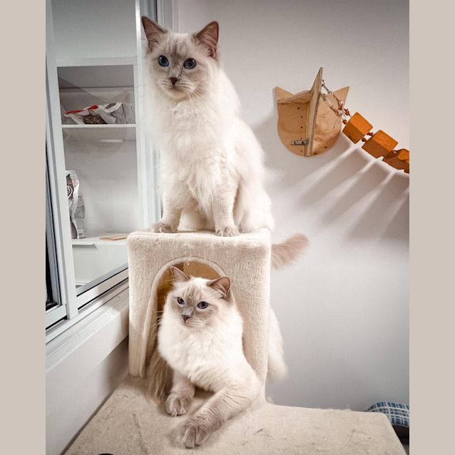 Photo of Ziggy (And Oscar)