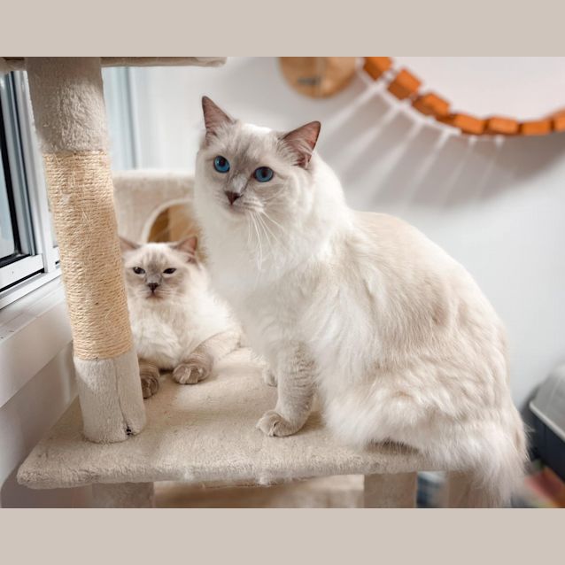 Photo of Ziggy (And Oscar)