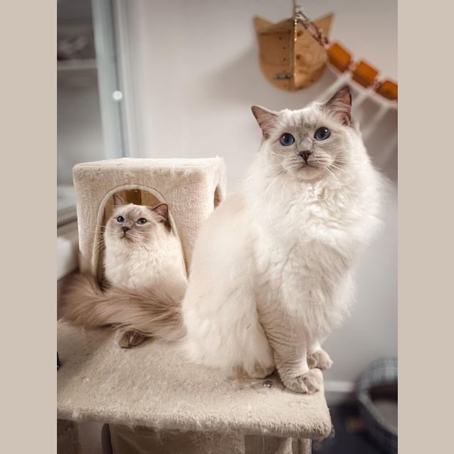 Photo of Ziggy (And Oscar)