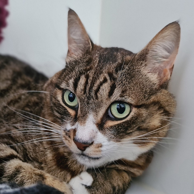 Photo of Rocket