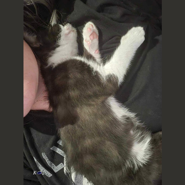 Photo of Captain Meet Me At Petstock Carrum Downs 17/4/24