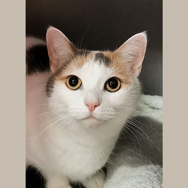 Photo of Luna