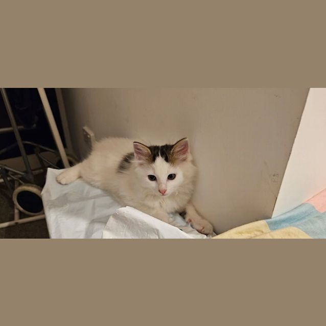 Photo of Rabbit