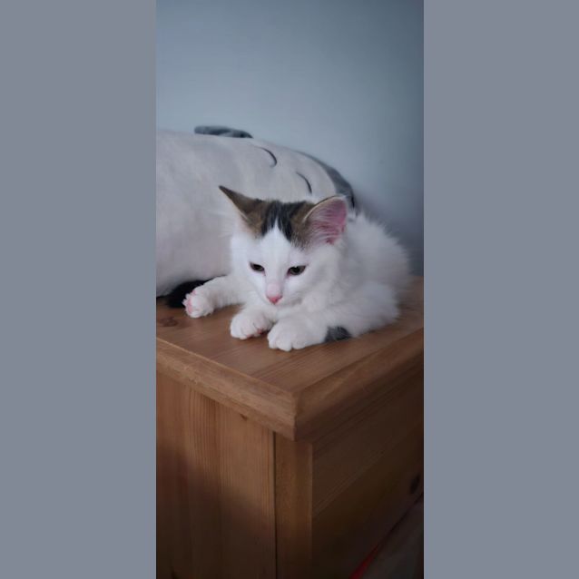 Photo of Rabbit