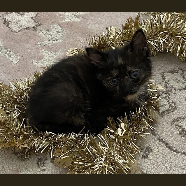 Photo of Myrtle