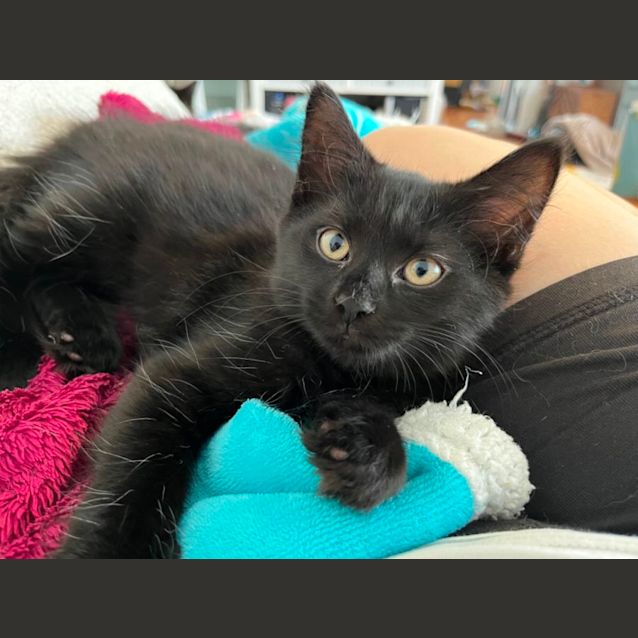 Photo of Coco *9 Lives Project Rescue