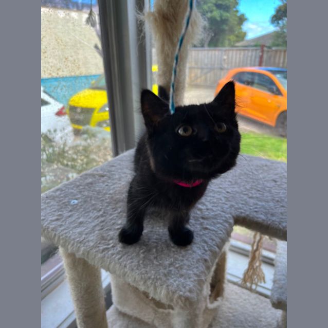 Photo of Coco *9 Lives Project Rescue