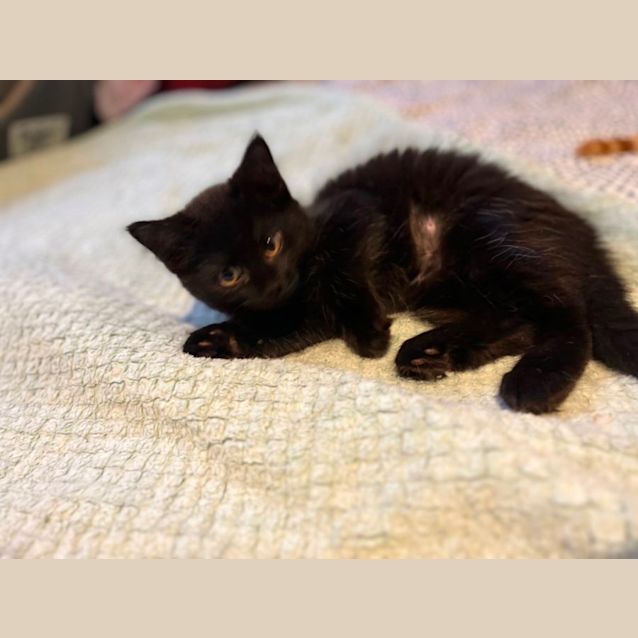 Photo of Coco *9 Lives Project Rescue