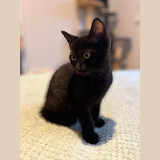 Photo of Felix *9 Lives Project Rescue*