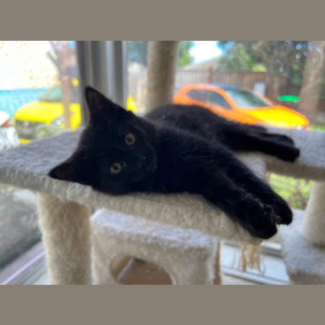 Photo of Felix *9 Lives Project Rescue*