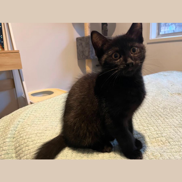 Photo of Felix *9 Lives Project Rescue*