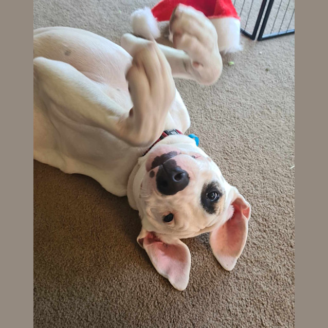 Photo of Patch