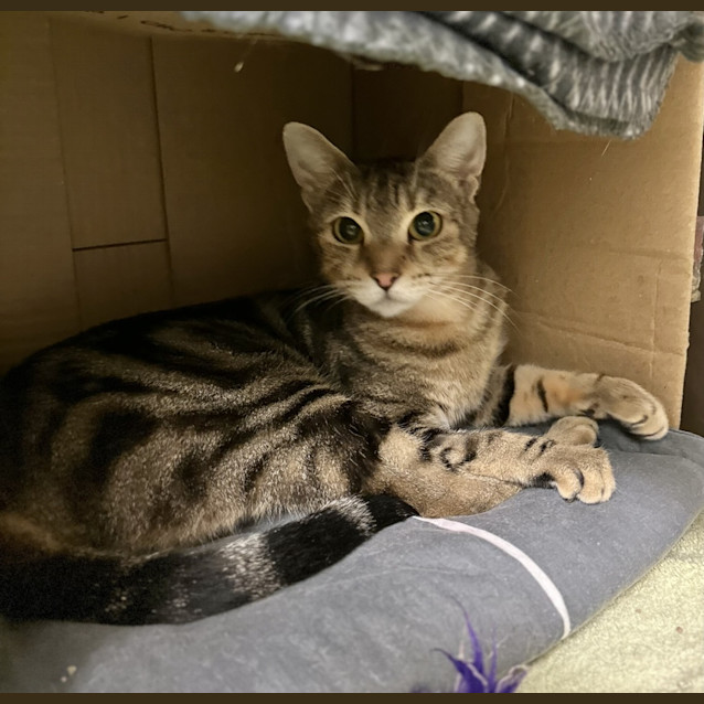 Photo of Slipper