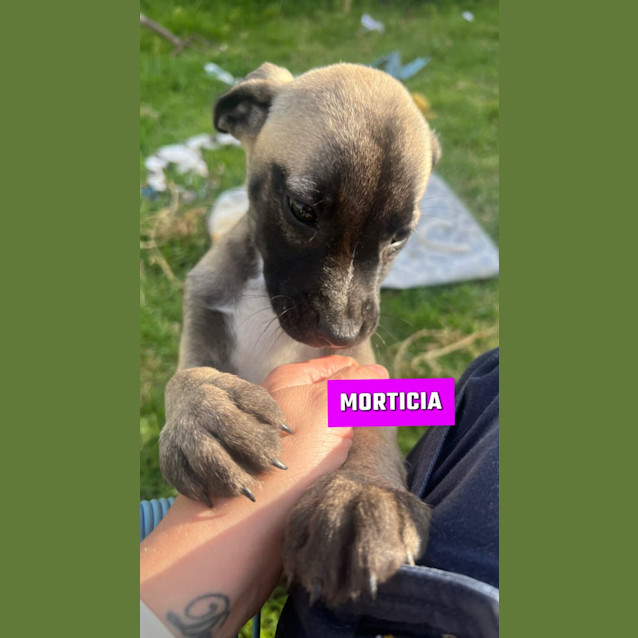 Photo of Morticia