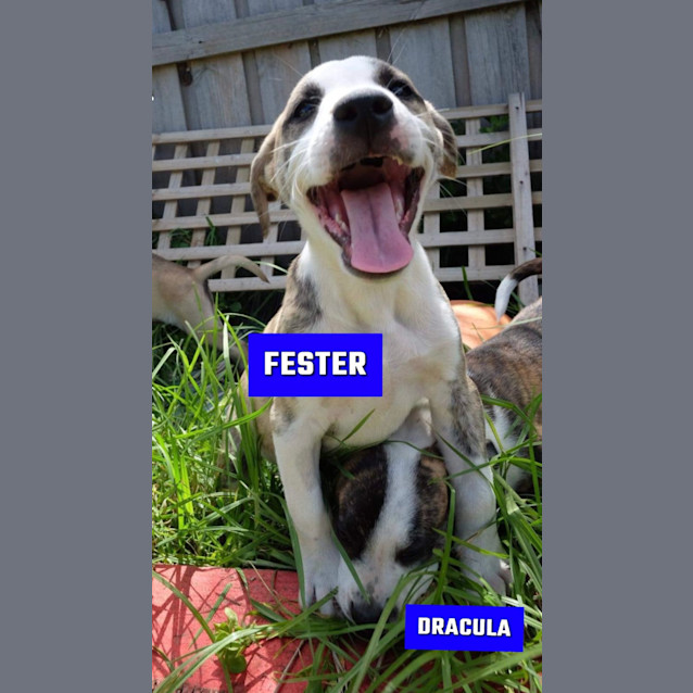 Photo of Fester