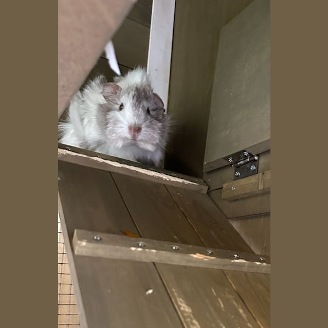 Photo of Willow